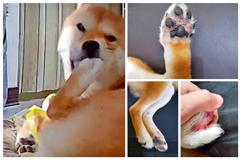 女人知己試用大隊,口碑行銷,部落客行銷,Goodmofamily歸毛家族 寵物肌膚救星組,歸毛家族 寵物肌膚救星,舒敏保濕洗毛乳,護膚噴液,精萃營養霜,博士30年生技專業,給足皮膚營養保護力,無抗生素 無類固醇,神經醯胺,19種綜合胺基酸,榮獲SNQ國家認證,上萬毛爸媽見證,3週幫助皮膚健康,NO.1寵物肌膚口碑霸主,寵物第一護膚領導品牌